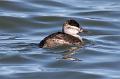 Ruddy Duck 011109 170